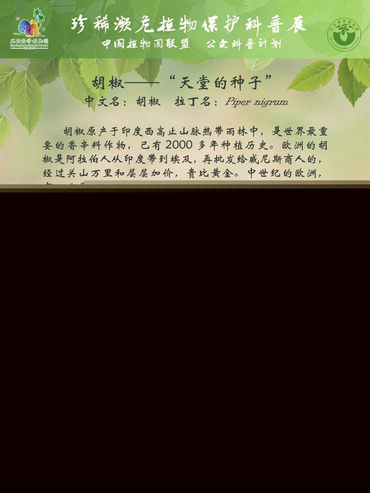 珍稀濒危植物?；た破照?胡椒-“天堂的种子”